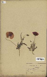 spécimen de Papaver rhoeas