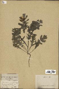 spécimen de Glaucium corniculatum