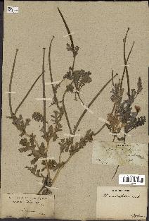 spécimen de Glaucium corniculatum