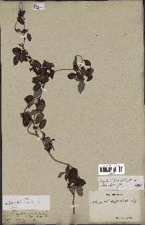 spécimen de Boquila trifoliolata