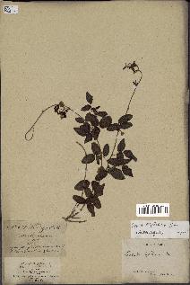 spécimen de Boquila trifoliolata