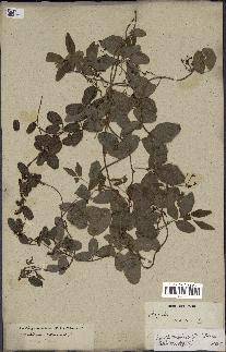 spécimen de Boquila trifoliolata