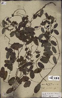 spécimen de Boquila trifoliolata