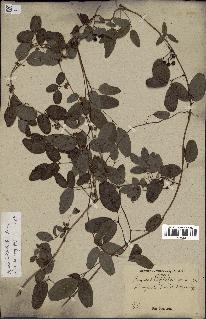 spécimen de Boquila trifoliolata