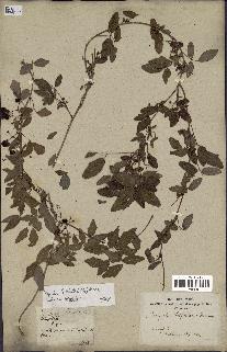 spécimen de Boquila trifoliolata