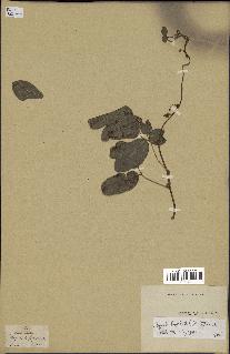 spécimen de Boquila trifoliolata