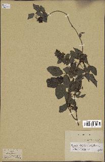 spécimen de Boquila trifoliolata
