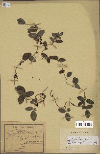 spécimen de Boquila trifoliolata
