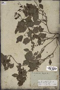 spécimen de Boquila trifoliolata