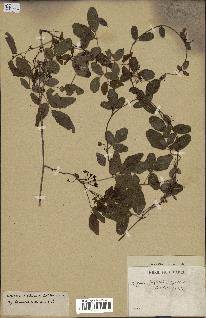 spécimen de Boquila trifoliolata