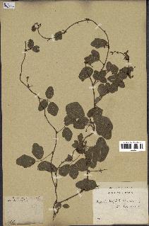 spécimen de Boquila trifoliolata