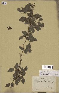 spécimen de Boquila trifoliolata
