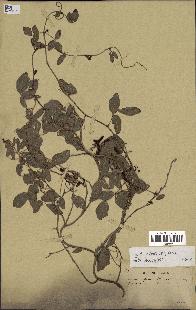 spécimen de Boquila trifoliolata