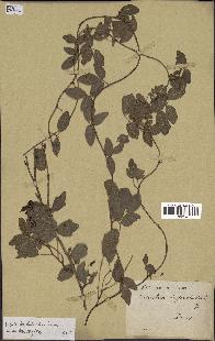 spécimen de Boquila trifoliolata