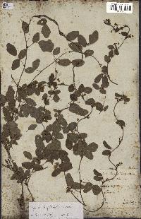 spécimen de Boquila trifoliolata