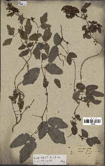 spécimen de Boquila trifoliolata