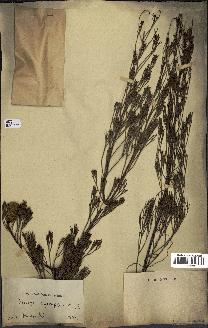spécimen de Isopogon anethifolius