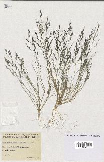 spécimen de Eragrostis pectinacea