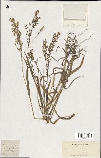 spécimen de Panicum miliaceum