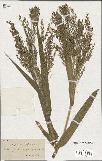 spécimen de Panicum miliaceum