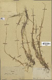 spécimen de Triticum triunciale