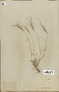 spécimen de Triticum triunciale