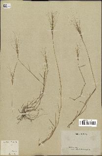 spécimen de Triticum triunciale