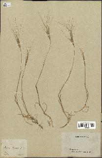 spécimen de Triticum triunciale