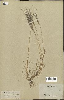 spécimen de Triticum triunciale