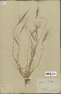 spécimen de Triticum triunciale