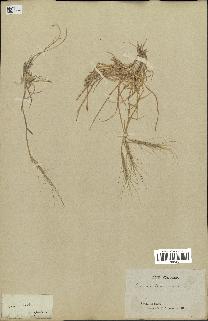 spécimen de Triticum triunciale