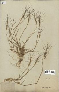 spécimen de Triticum triunciale