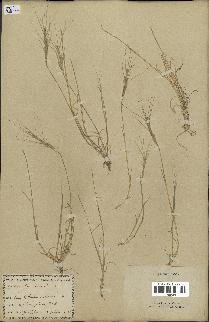 spécimen de Triticum triunciale