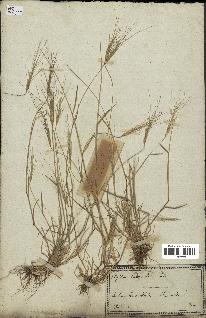 spécimen de Triticum triunciale