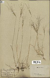 spécimen de Triticum triunciale