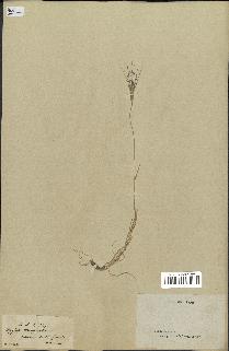 spécimen de Triticum triunciale