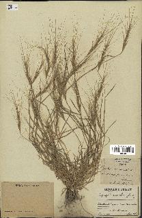 spécimen de Triticum triunciale