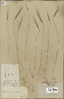 spécimen de Triticum triunciale