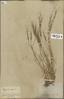 spécimen de Triticum triunciale