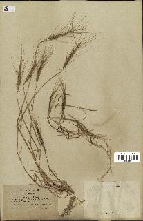 spécimen de Triticum triunciale