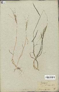spécimen de Triticum triunciale