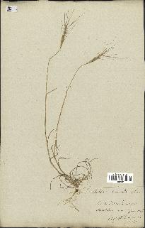 spécimen de Triticum triunciale