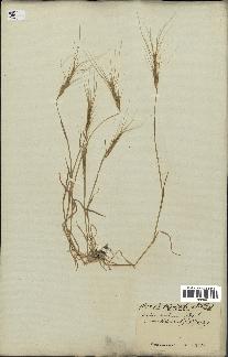 spécimen de Triticum triunciale