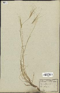 spécimen de Triticum triunciale