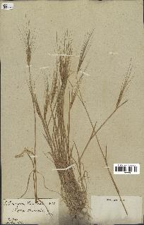 spécimen de Triticum triunciale