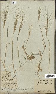 spécimen de Triticum triunciale
