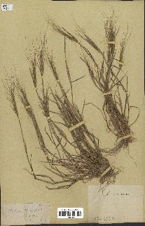 spécimen de Triticum triunciale
