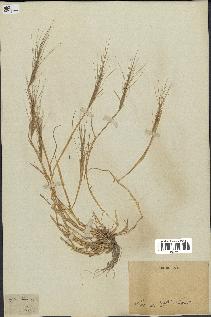 spécimen de Triticum triunciale