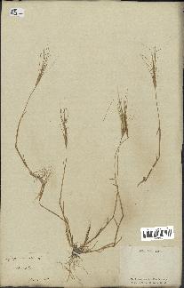 spécimen de Triticum triunciale