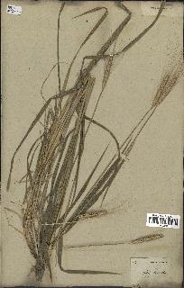 spécimen de Triticum monococcum